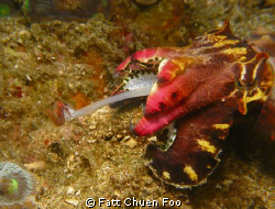 Gotcha! Flambuoyant Cuttlefish catching it's dinner, Anil... by Fatt Chuen Foo 